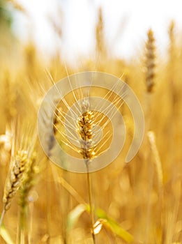 Golden wheat in the wheat field