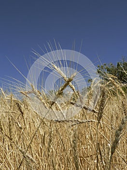 Golden wheaties