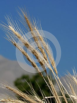 Golden wheaties