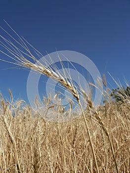 Golden wheaties