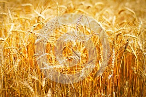 Golden wheats