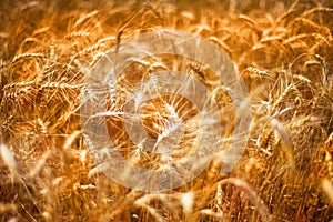 Golden wheats