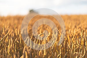 Golden wheats on the field, sunset. Harvest time.