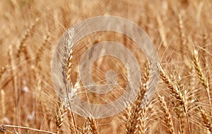 Golden Wheats , Summer time