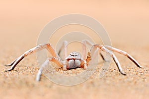 Golden wheel spider, Carparachne aureoflava, dancing white lady in the sand dune. Poison animal from Namib desert in Namibia.