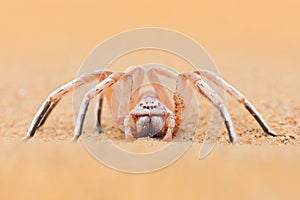 Golden wheel spider, Carparachne aureoflava, dancing white lady in the sand dune. Poison animal from Namib desert in Namibia.