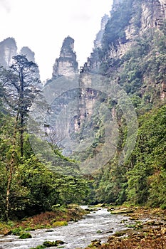 Golden Whip Stream Trail in the cloud at Zhangjiajie Natural Forest Park, Hunan,China