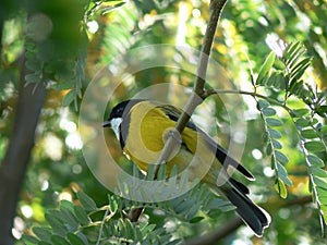 Golden Whistler