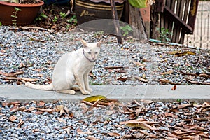 A golden white cat is sitting on a garden walkway.