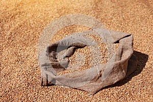 golden whole grains in jute sack on wheat grains backround. Harvesting cereals. Ingredient for making bread. agriculture