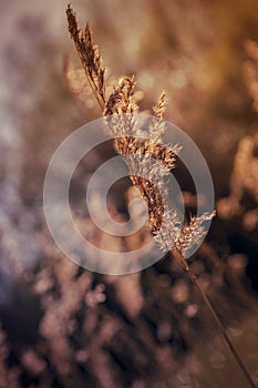 Golden wild grasses seed head