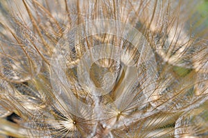 Golden wild salsify seeds details Tragopogon pratensis