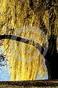 Golden willow