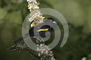 Golden-winged cacique, Cacicus chrysopterus photo