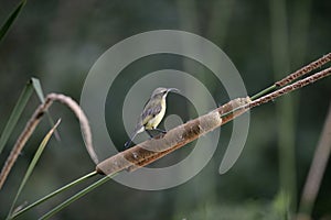 Golden-winged sunbird, Nectarinia reichenowi