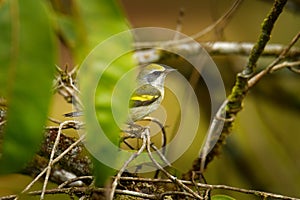 Golden-winged warbler Vermivora chrysoptera New World warbler, small bird breeds in southern Canada and in the Appalachian photo