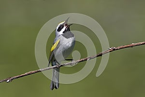 Golden-winged Warbler, Vermivora chrysoptera, singing from a vine photo