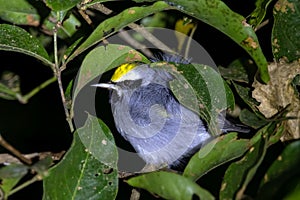 Golden winged warbler, Vermivora chrysoptera, in a tree