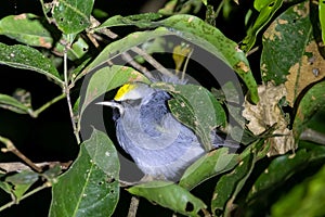 Golden winged warbler, Vermivora chrysoptera, in a tree