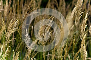 Golden Winter Wheat in the Wind