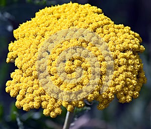 Macro of an Umbel of Tiny Yellow Flowers photo