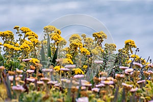 Golden Yarrow Eriophyllum confertiflorum wildflowers blooming on the shoreline of the Pacific Ocean