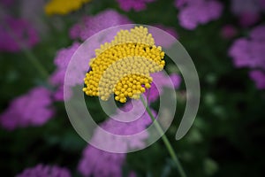 Golden Yarrow