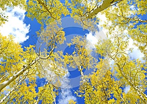 Golden Yellow Aspen in the Fall with Blue sky