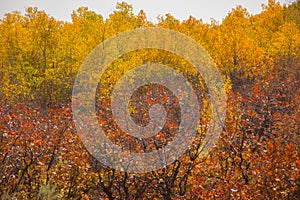 Golden Yellow Aspen Leaves Turning In Autumn Pretty Fall Foliage