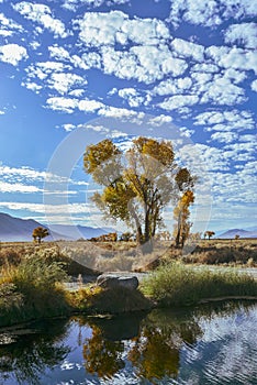 Golden yellow autumn color leaves on trees reflected in pond water