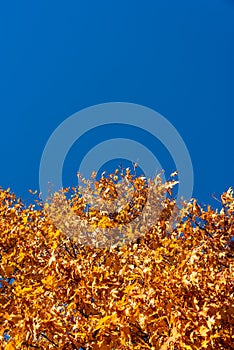 Golden Yellow Autumn Leaves Under Clear Blue Sky