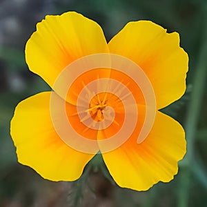 A golden yellow California Poppy flower in full bloom