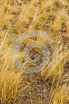 Golden yellow bunchgrass