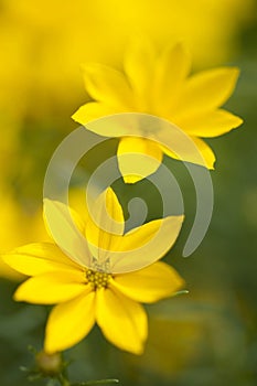 Golden yellow Coreopsis Verticillata Grandiflora Krasnoocko