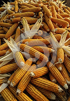 Golden Yellow Corn Harvest Pile