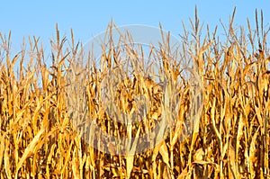 Golden yellow corn stalks photo