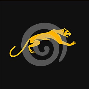Golden yellow cougar pouncing against black background, sleek feline motion, hunting big cat photo