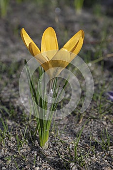 Golden yellow crocus flower