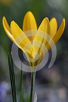 Golden yellow crocus flower