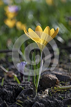 Golden yellow crocus flower