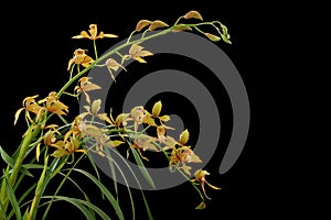 Golden yellow Cymbidium orchid with green leaves, tropical flower plant isolated on black background with clipping path