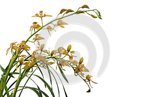 Golden yellow Cymbidium orchid with green leaves, tropical flower plant isolated on white background with clipping path