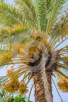 Golden yellow dates growing and hanging off palm trees in oasis, Morocco, North Africa
