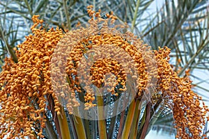 Golden yellow dates growing and hanging from palm trees in oasis, morocco, africa