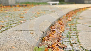 golden yellow dry autumn leaves on grey stone pavements of cobble stone path