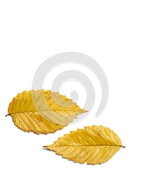 Golden yellow fall season elm leaves on white