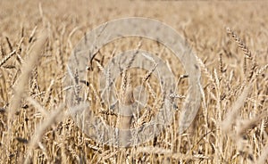 Golden yellow  field of ripe wheat with golden spikelets, selective focus