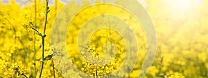 Golden yellow fields of flowers on a summer sunny day