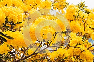 Golden yellow flower blossom tree blossom