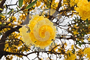 Golden yellow flower blossom tree blossom